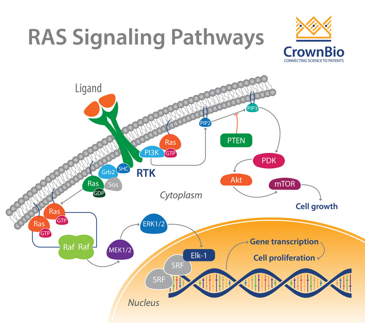 RAS Targeting the Impossible