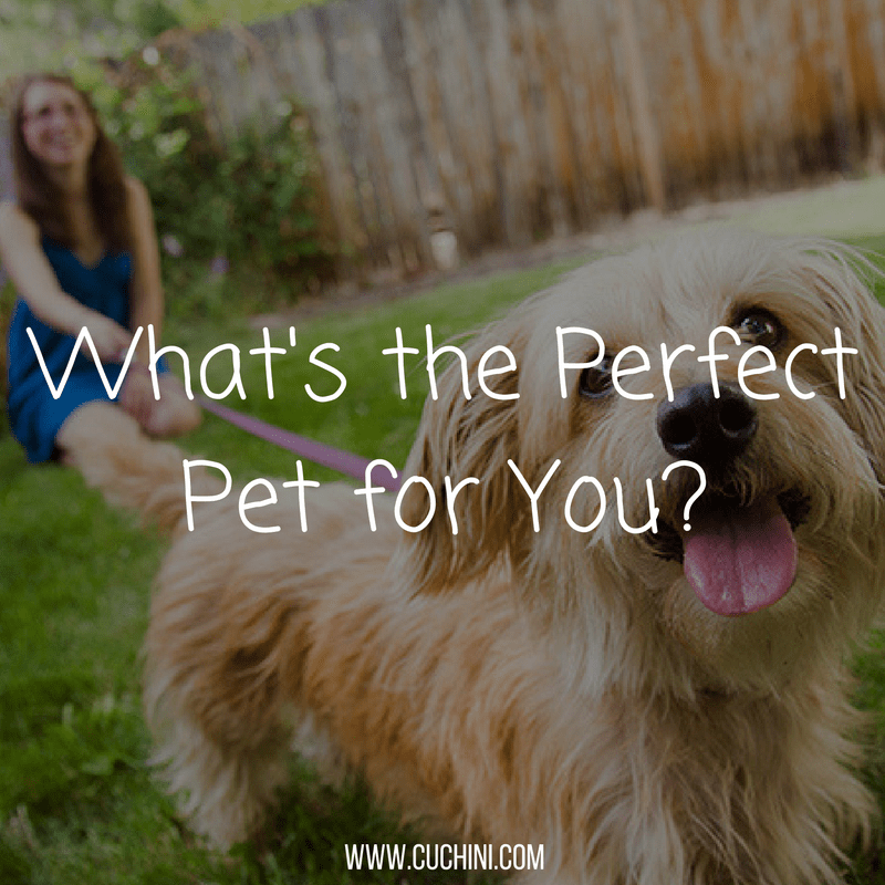 What's the Perfect Pet for You? Cuchini Blog