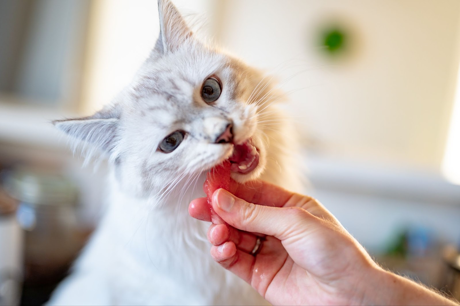 Why Is Your Cat Throwing Up? Here's What You Should Do