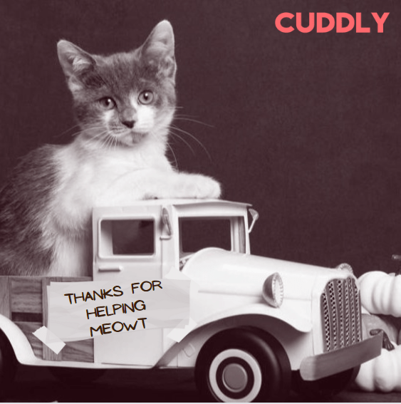 Why Should You Donate To Animal Charities? CUDDLY Blog