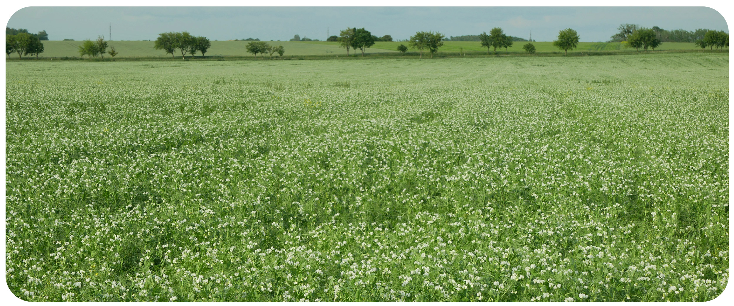 How to Get the Most Out of Your Cover Crops