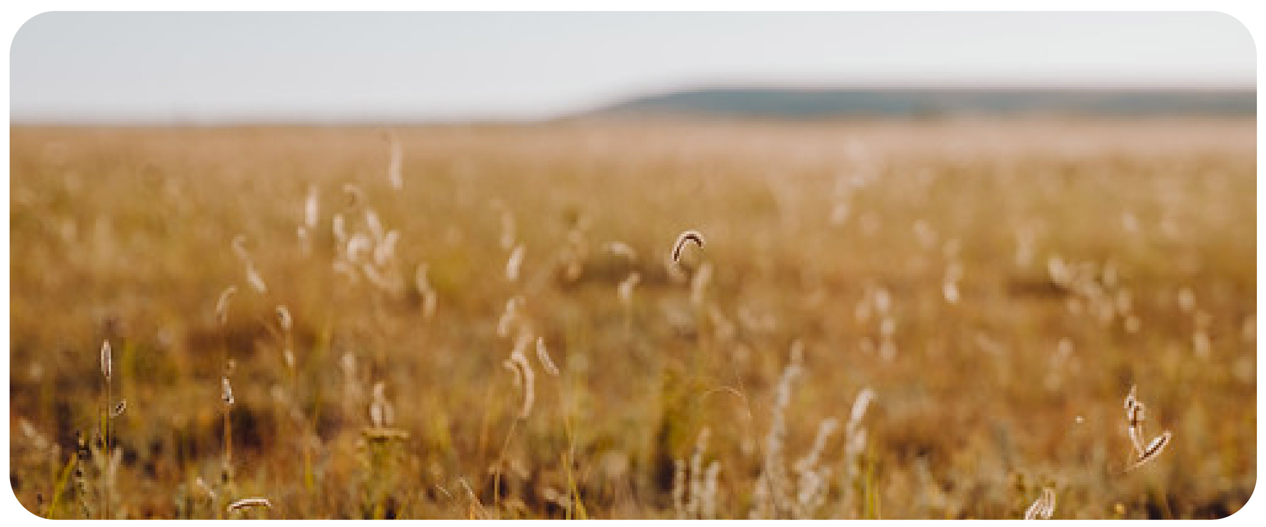 The Importance of Agricultural Native Grass Seed