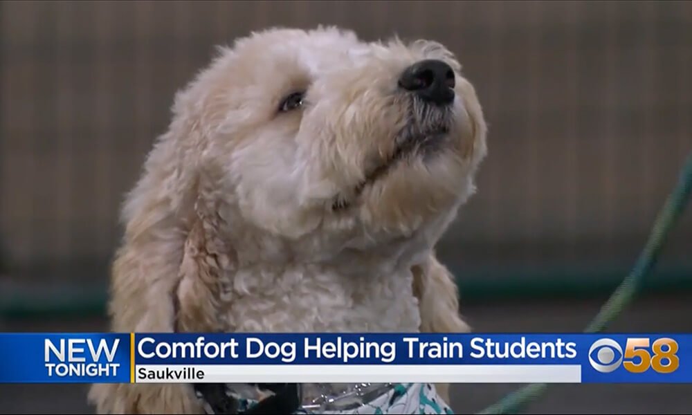 CBS 58 Labradoodle puppy trains to Concordia University's