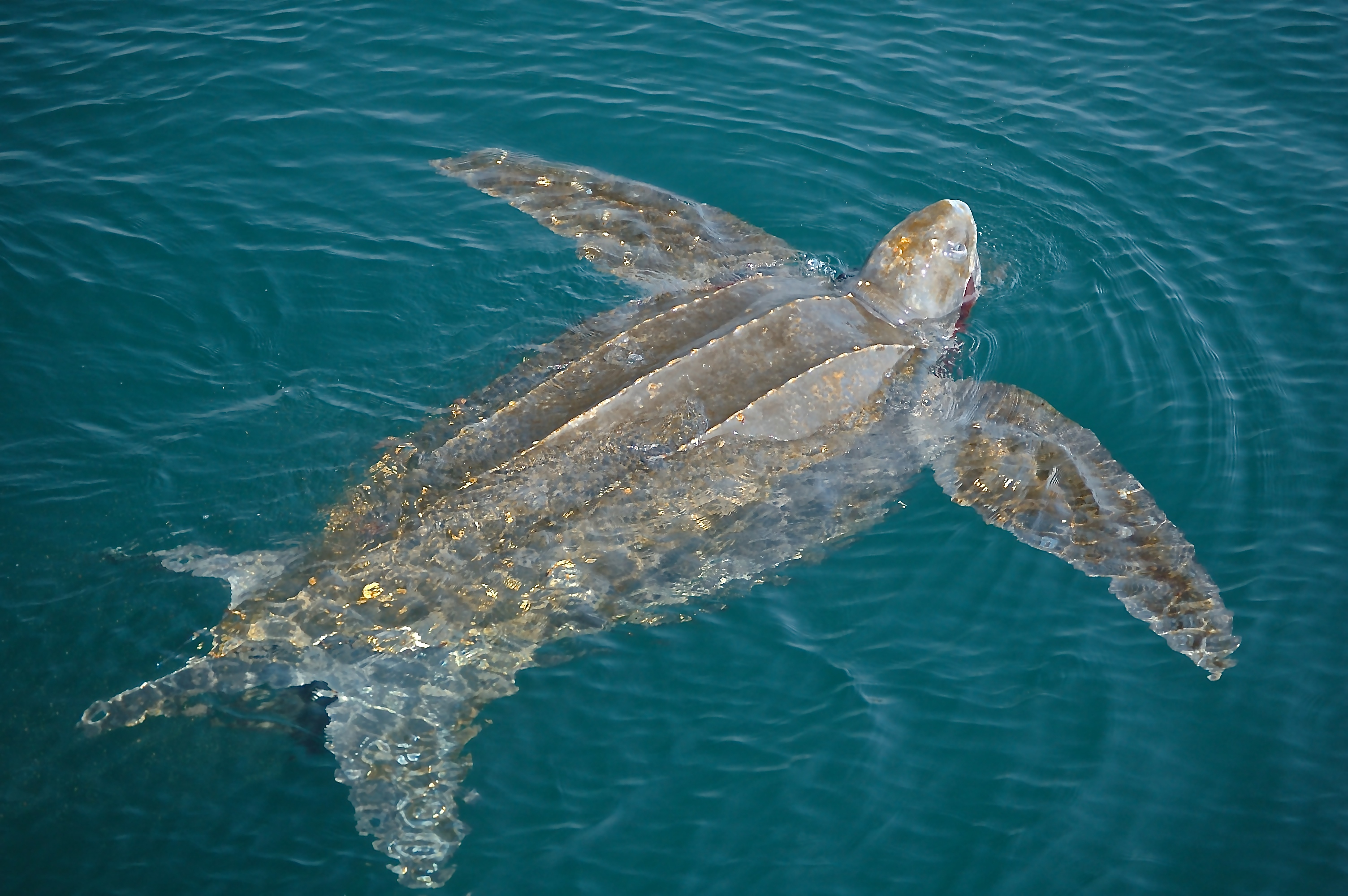 What’s out there? Diversity in the Ocean Your Connection