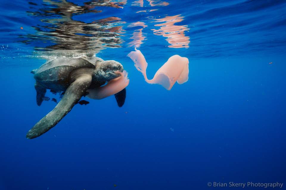How is Climate Change Affecting Leatherback Turtles