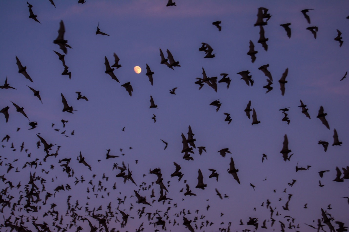 Bats superheroes in the night sky Your Connection to Wildlife