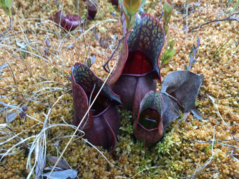 Purple Pitcher Plant Photo bigmdc Your Connection to Wildlife