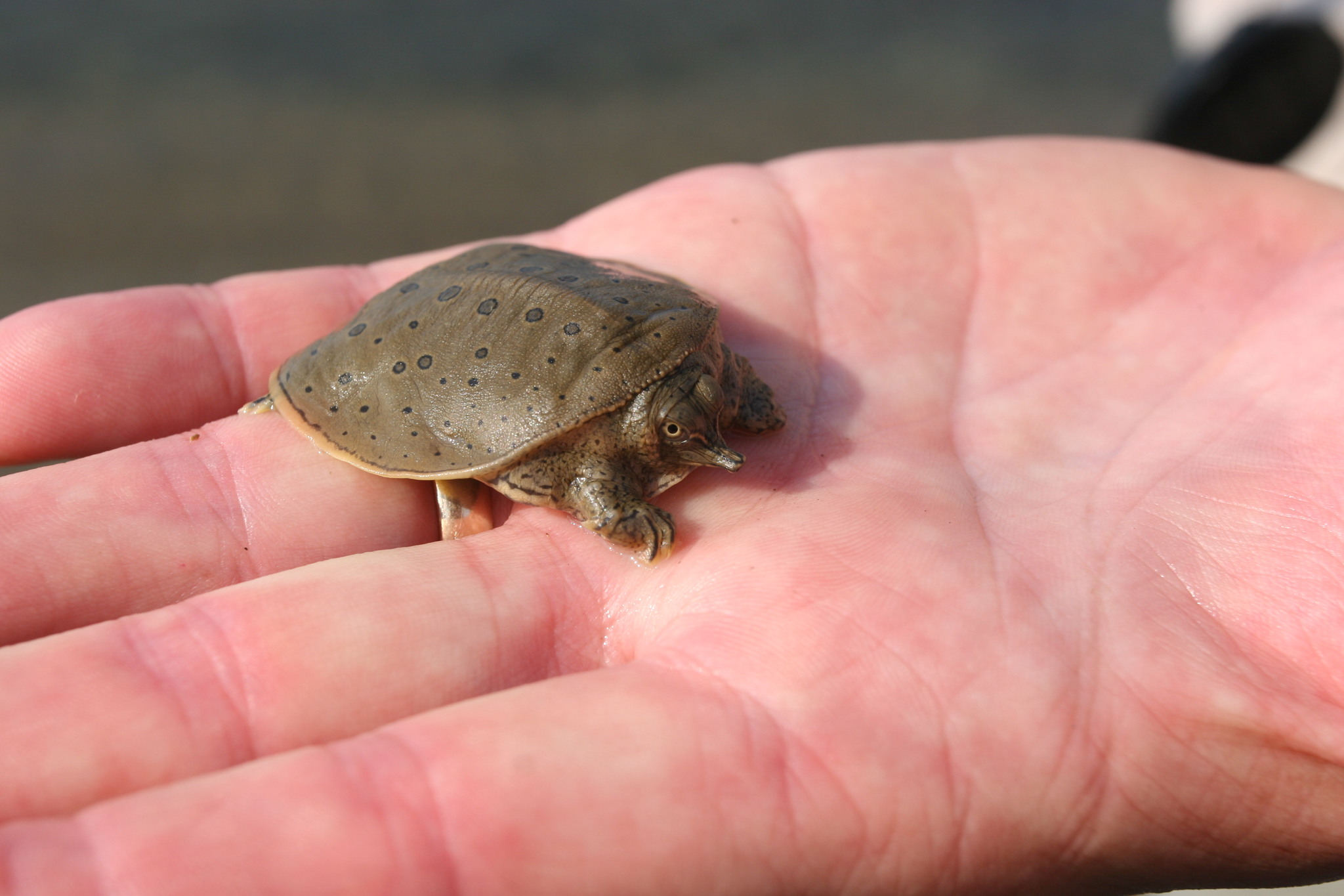 Spiny Softshell Turtle Photo Samuel Brinker Your Connection to Wildlife