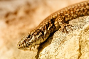 lezard-02