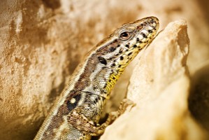 lezard