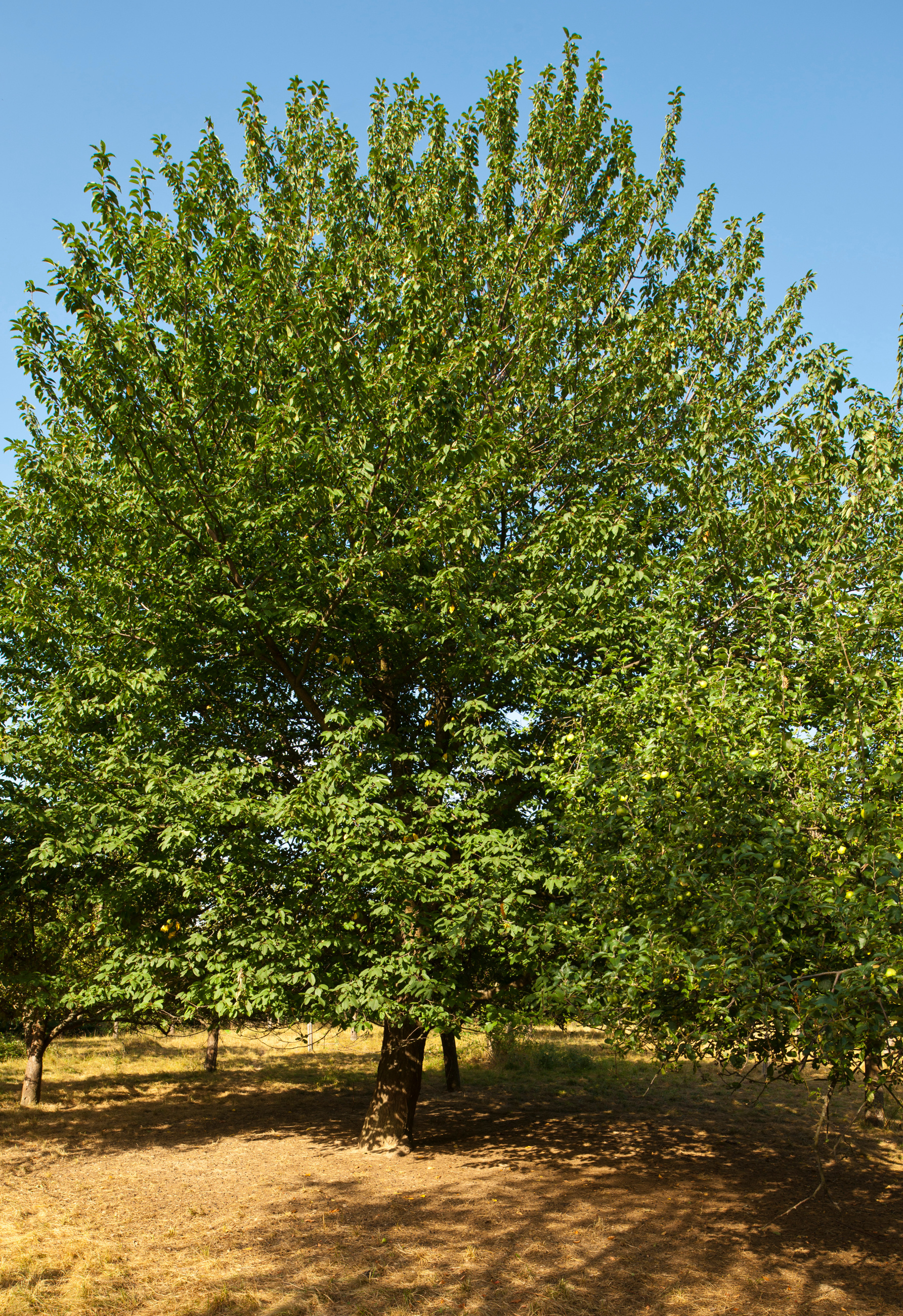 What's Killing My Hackberry Tree Wooly Hackberry Aphids Davey Tree