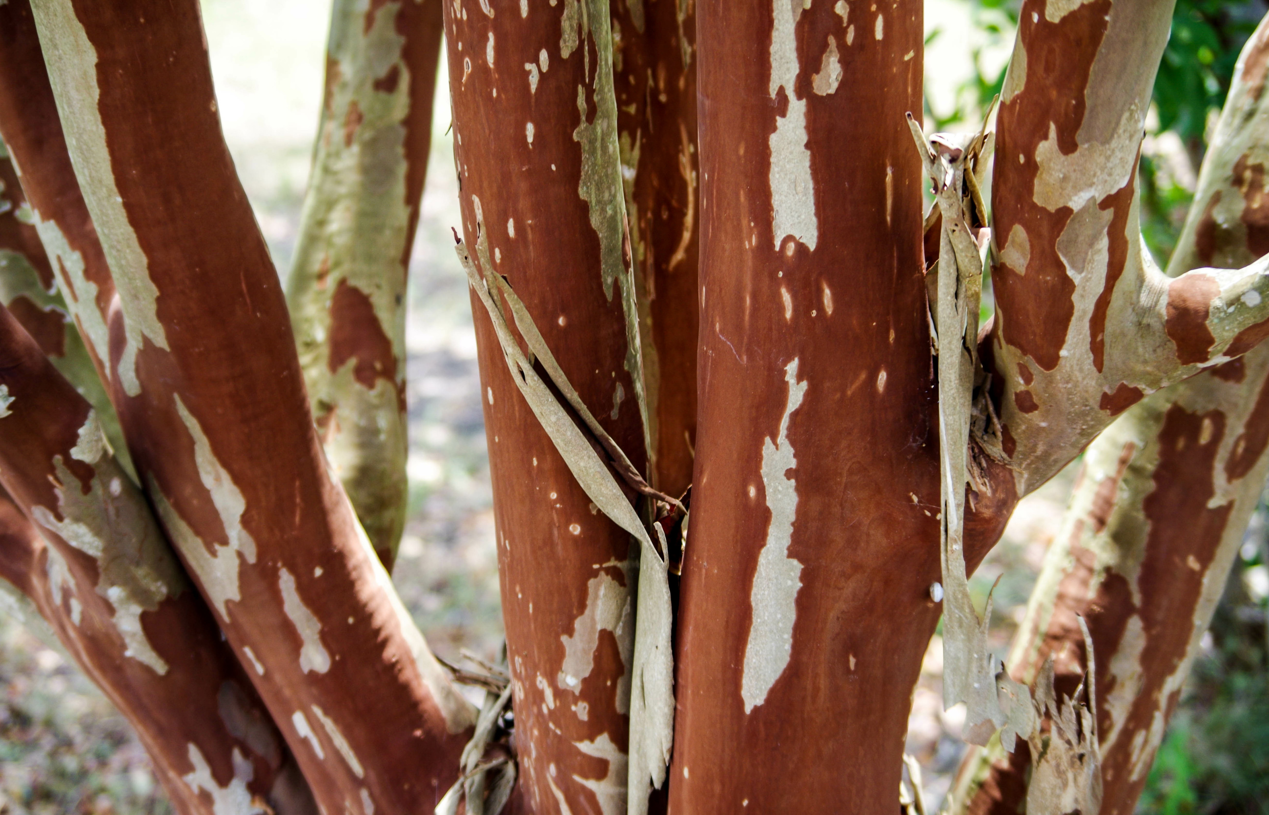 Trees That Shed Bark During Summer Davey Tree