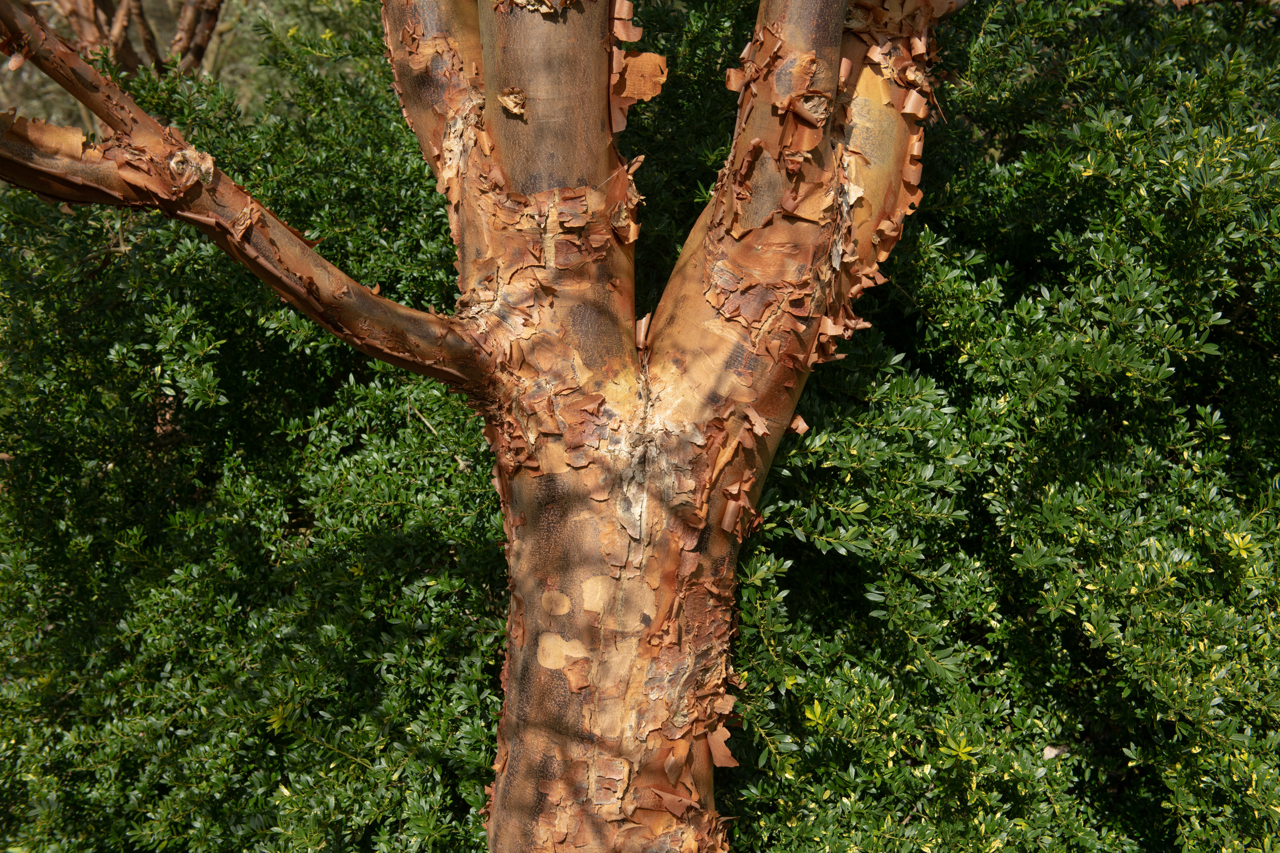 Trees That Shed Bark During Summer Davey Tree