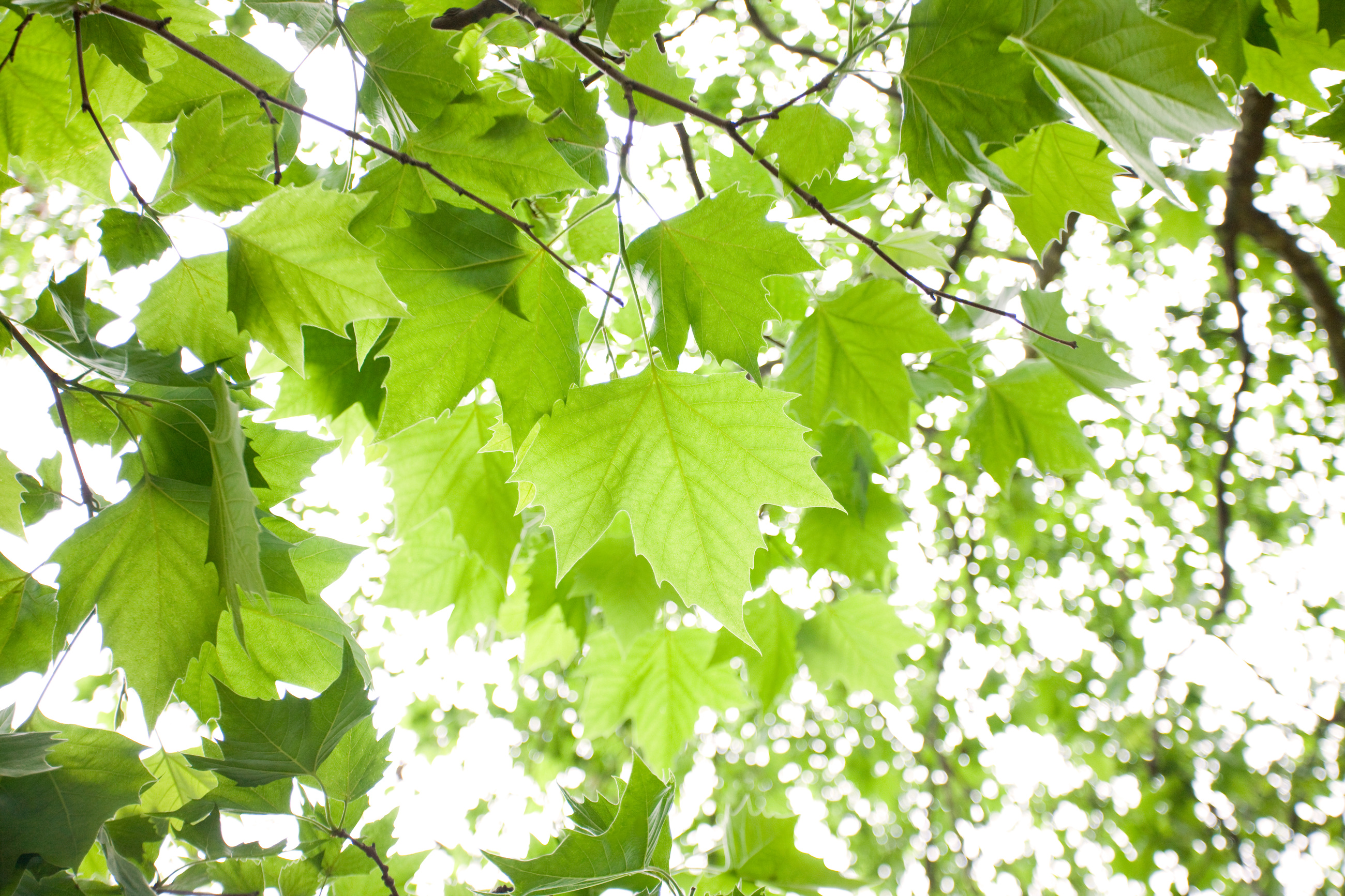 Tree Identification Guide How to Identify Sycamore Tree Davey Tree