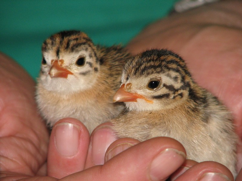 What do Baby Guinea Hens look like? « Dawog's Blog