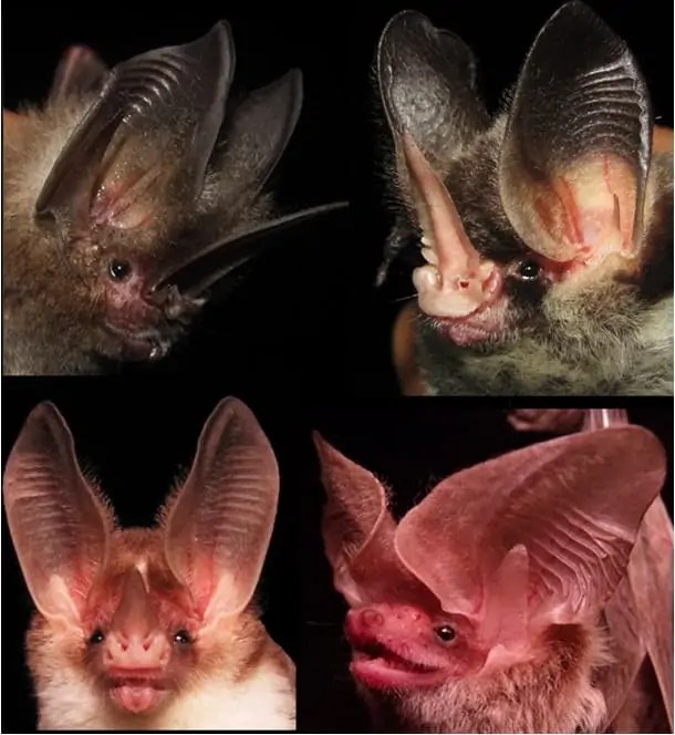 When a myth came true Blindness in bats De Gruyter Conversations