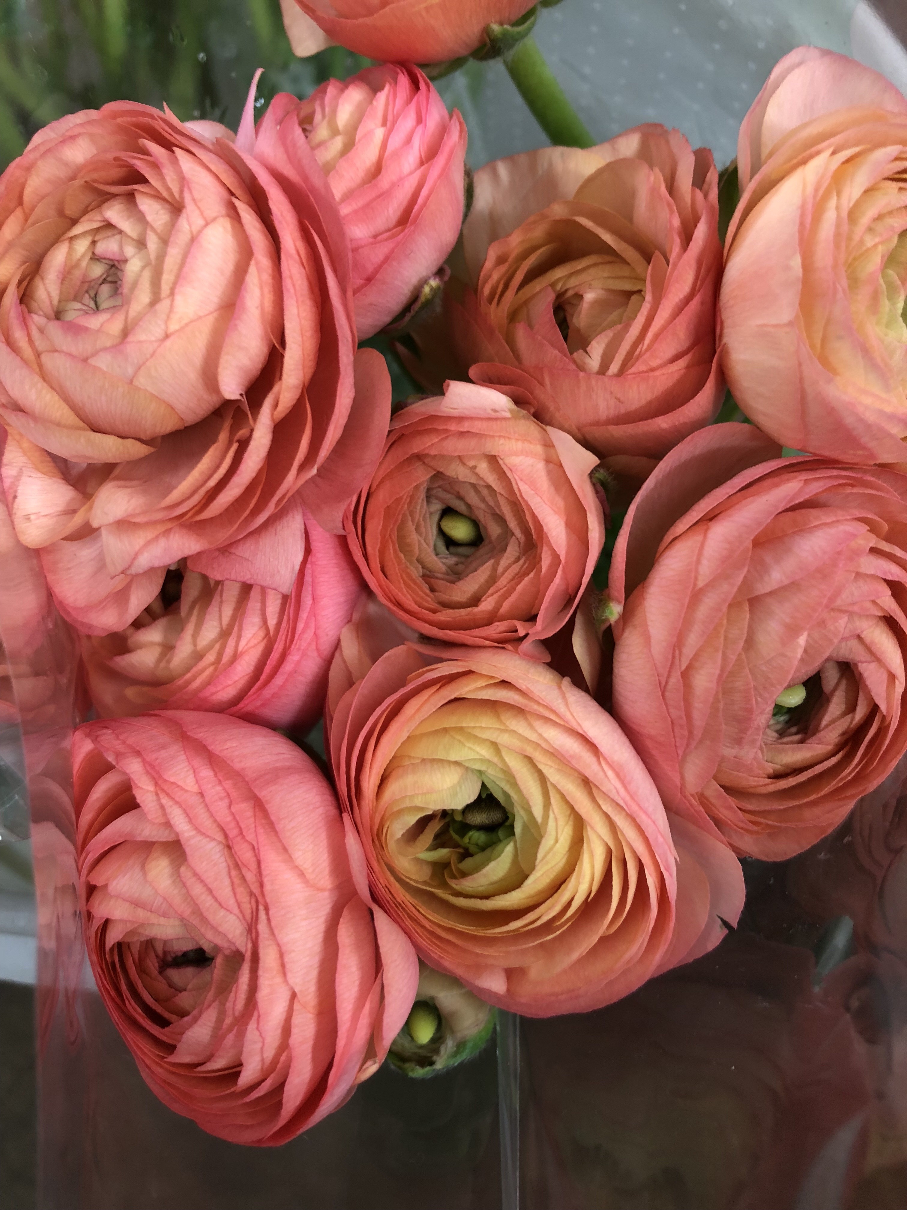 San Diego Wholesale Flowers Carlsbad / How To Get To The Flower Fields