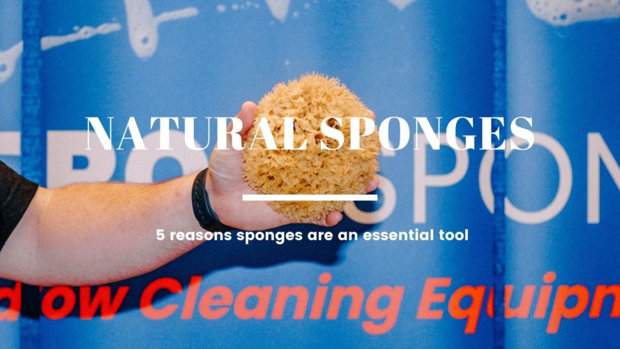 natural sea sponges Detroit Sponge