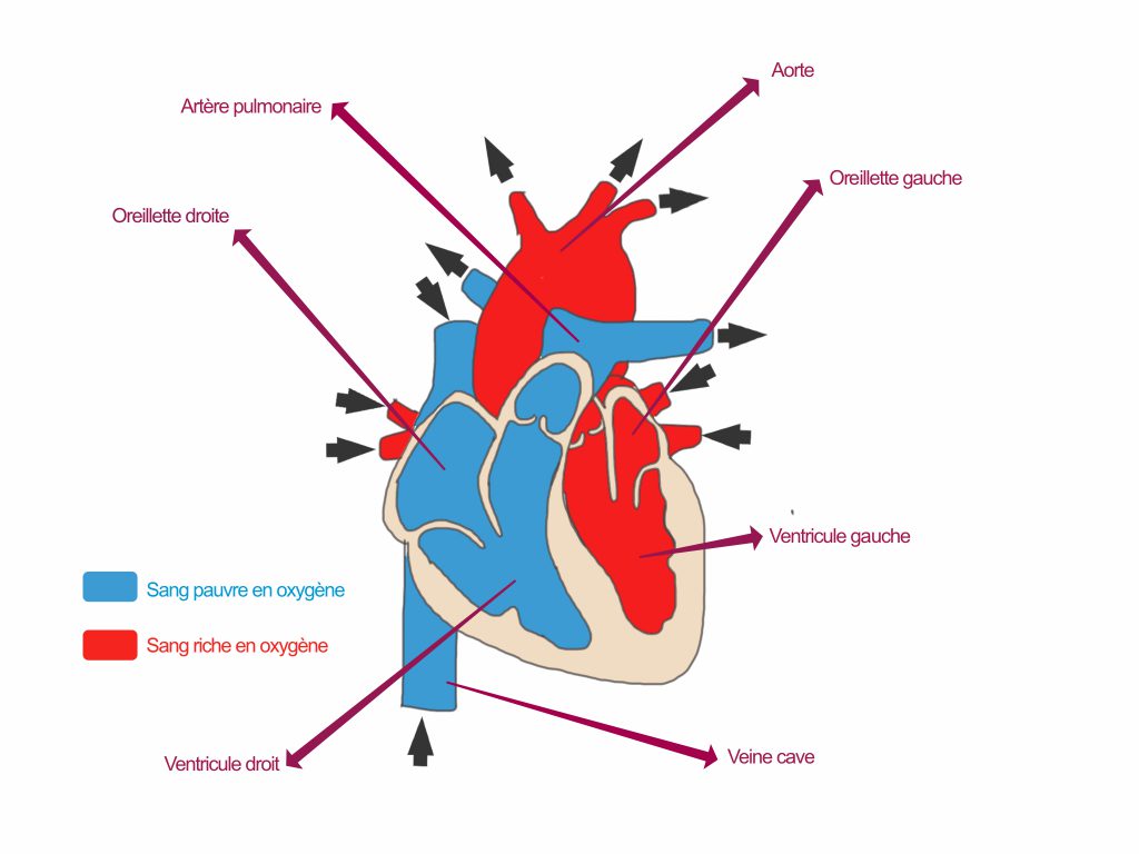 Coeur Le blog du site DirectVet