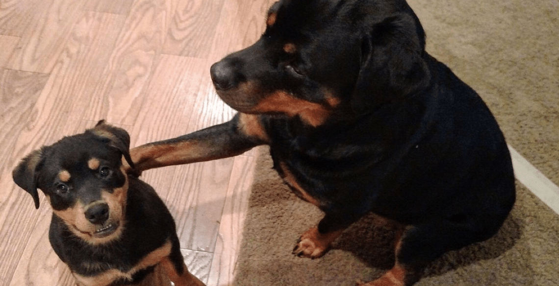 Are Rottweilers Jealous Dogs