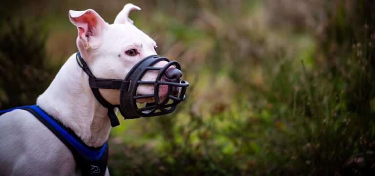 Can you canicross with a dog wearing a muzzle?