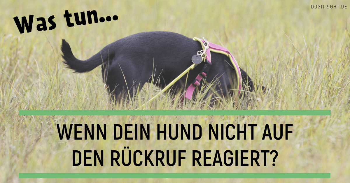 Was tun, wenn der Rückruf nicht klappt Ulrike Seumel Dog It Right
