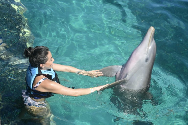 Where Can I Swim With Dolphins in Cancun? Dolphin Discovery