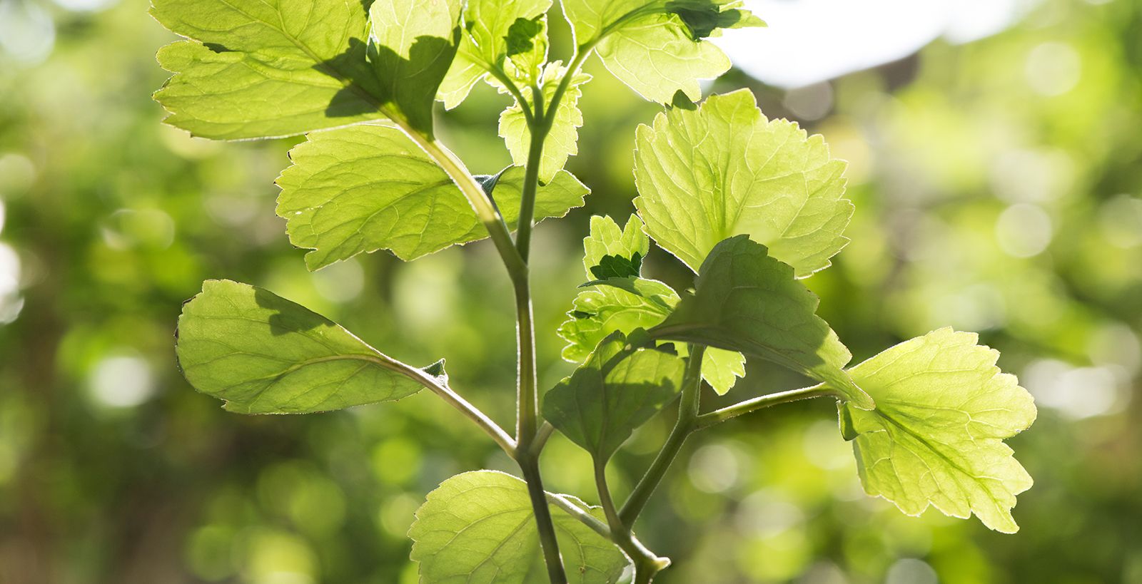 What does patchouli smell like Dossier Blog