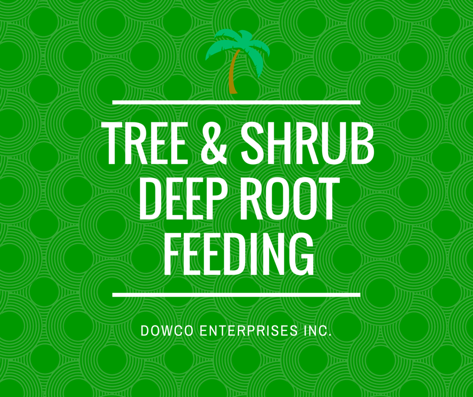 Fall Tree & Shrub Deep Root Feeding