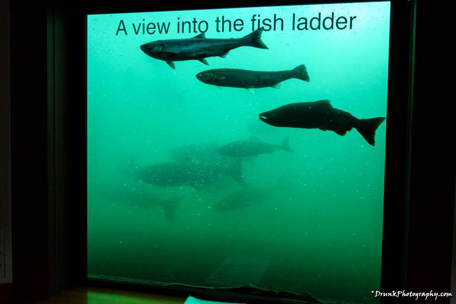 Bonneville Dam and its Salmon catastrophe Drunk Blog