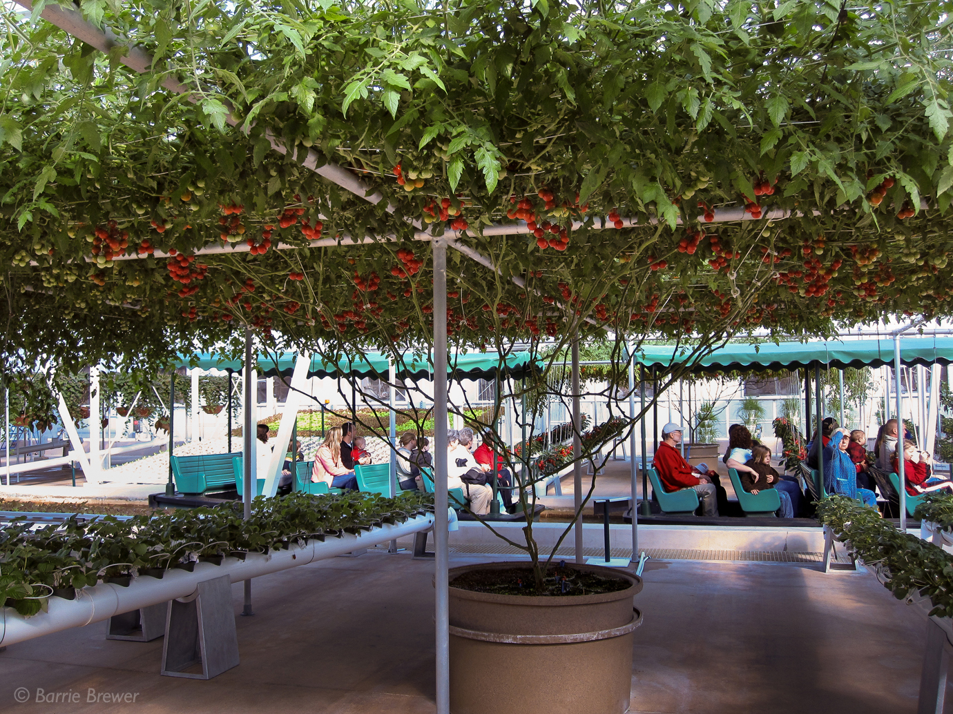 Epcot's Recordsetting Tomato Trees