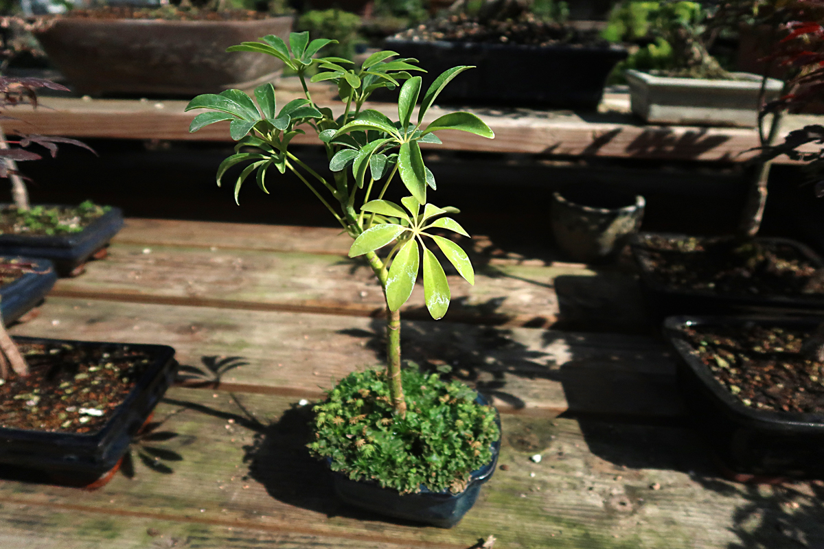 Schefflera Bonsai Tree Care Information Eastern Leaf Knowledge Base