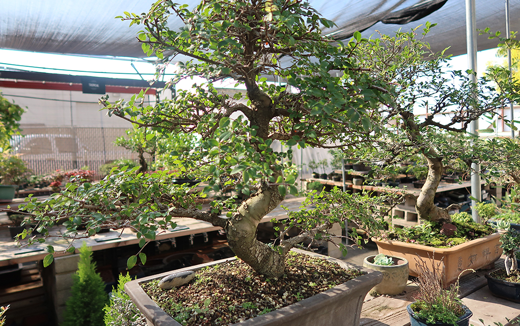 Chinese Elm Bonsai Care Knowledge Center
