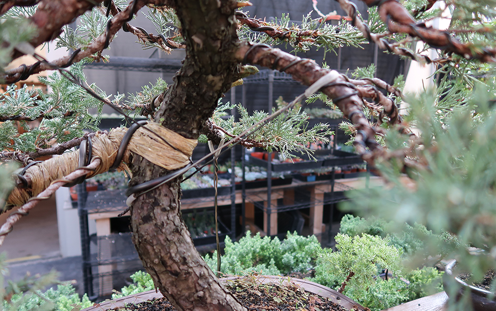 bonsai guy wiring Archives Eastern Leaf Knowledge Base