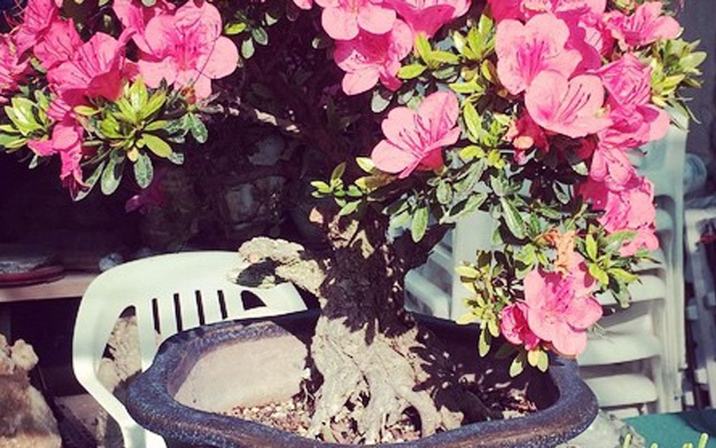 How to Shape your Satsuki Azalea Bonsai