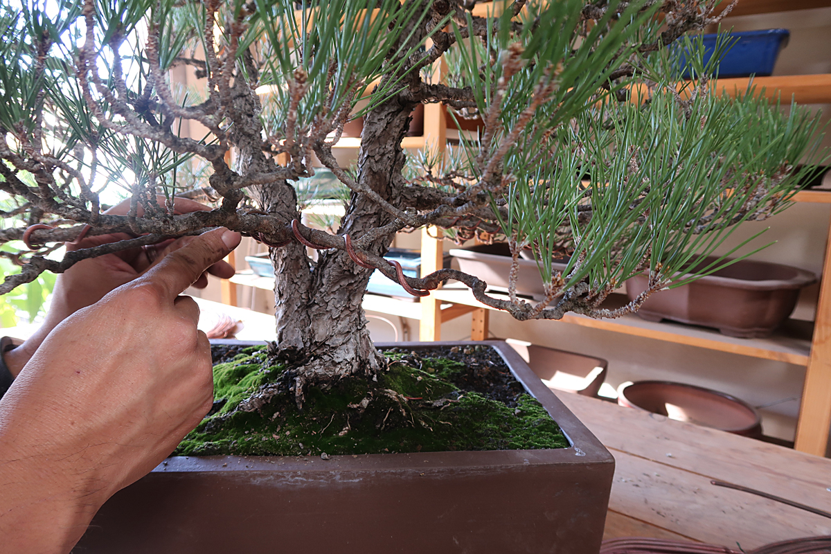 Bonsai Wiring Tips wiring larger branches Eastern Leaf Knowledge