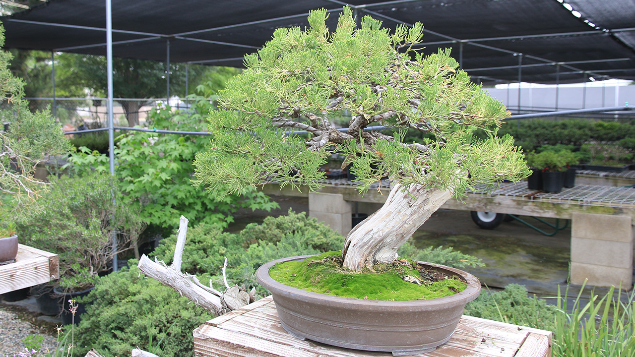 Juniper Bonsai Tree Care Guide Eastern Leaf Knowledge Base