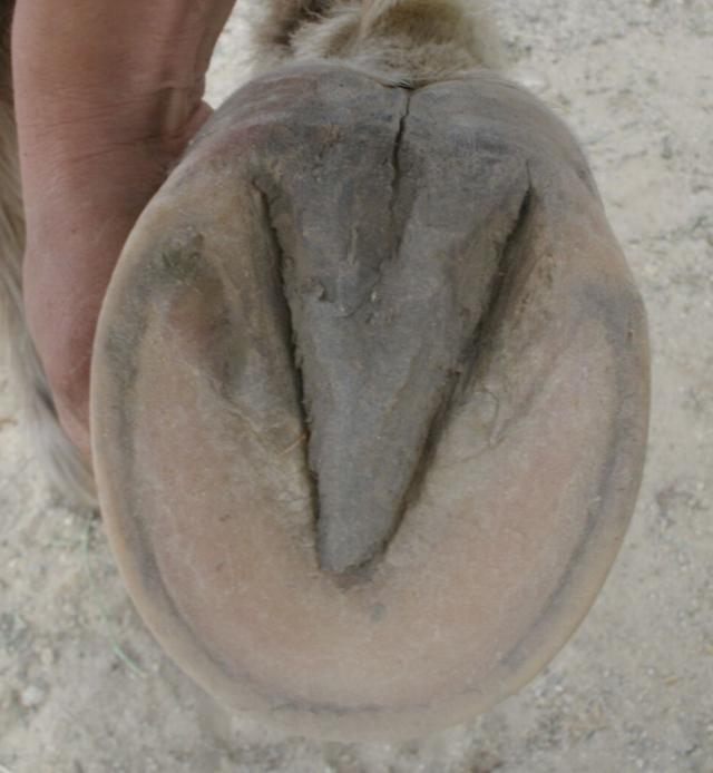 Navicular Excepts from an Article by Cheryl Sutor EasyCare Hoof Boot