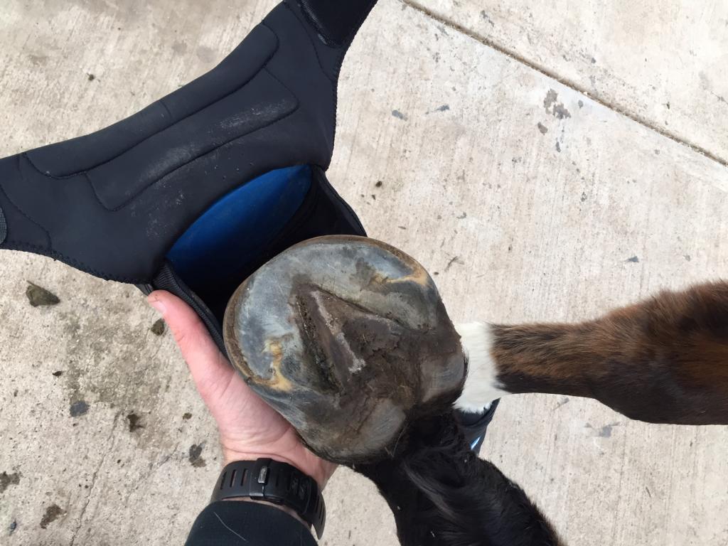 Six Things You Should Know About the New Easyboot Cloud - EasyCare Hoof