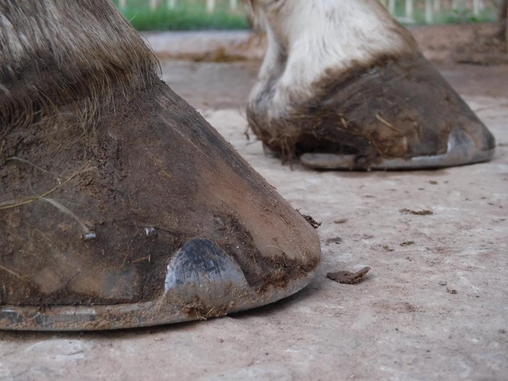 Easyboots for the Treatment of SubSolar Abscesses EasyCare Hoof Boot