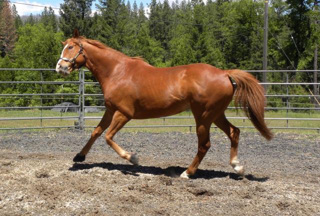 Easyboot Trail: Feedback from the Field - EasyCare Hoof Boot News