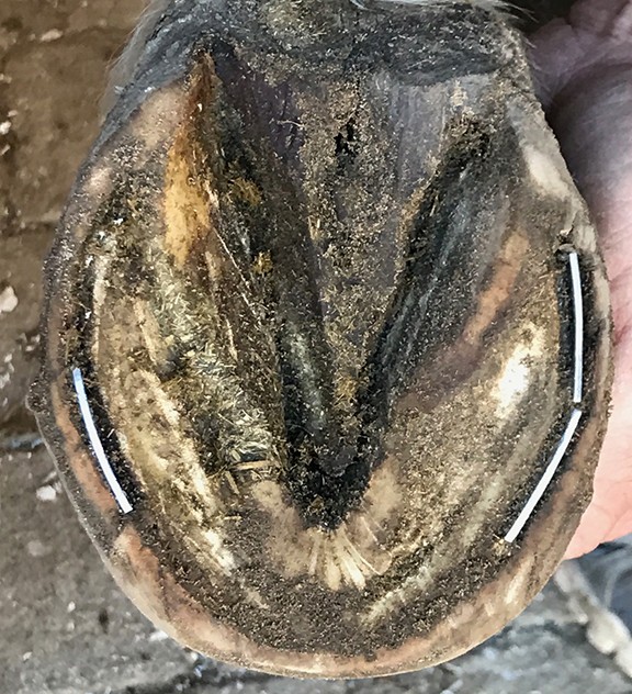 Easyboots Battle White Line Disease with DE Hoof Taps. To Tap or not to