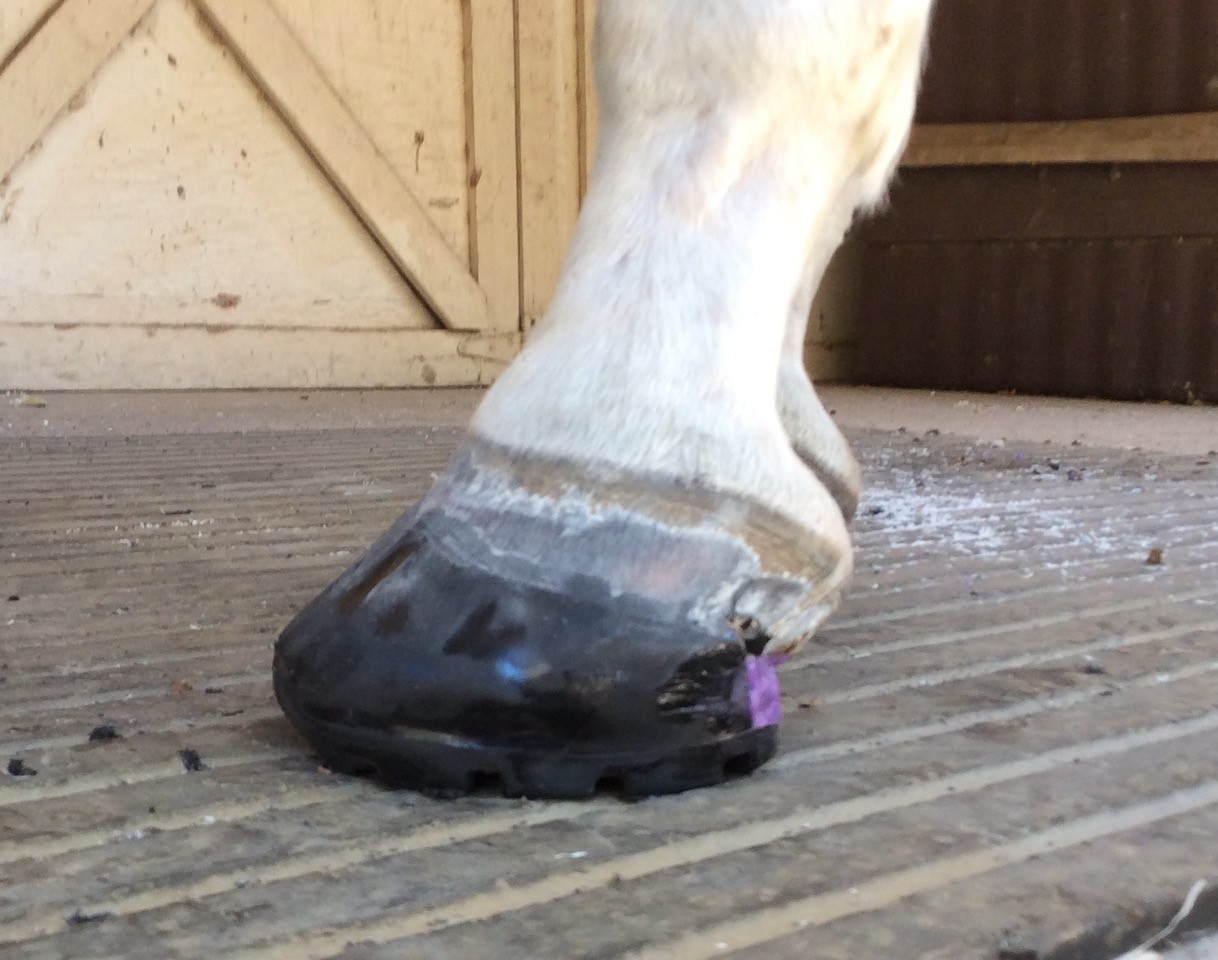 3 Ways to Treat Navicular/Heel Pain Using the Easyboot GlueOn