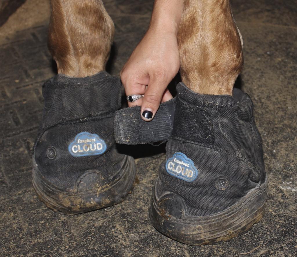 On Cloud 9 About Easyboot Clouds EasyCare Hoof Boot News