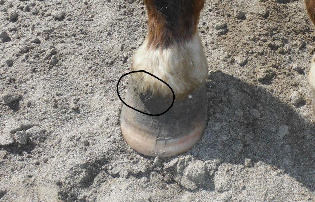 Blowout Growing Out EasyCare Hoof Boot News