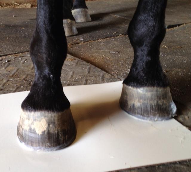Minimizing Hoof Capsule Distortion How Minor Matters? EasyCare Hoof