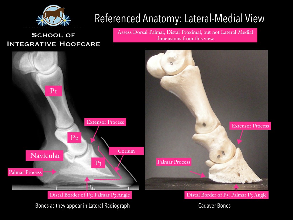 Hoof Radiographs They Give You XRay Vision Part Two EasyCare Hoof