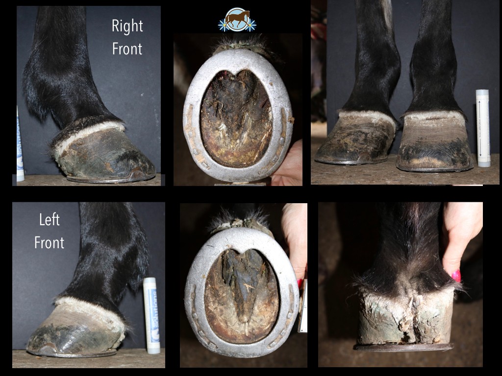 DHF Case Study Laminitis and Canker EasyCare Hoof Boot News