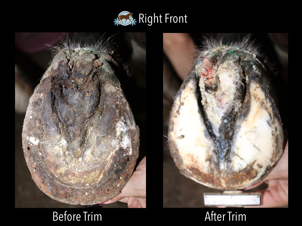 DHF Case Study Laminitis and Canker EasyCare Hoof Boot News