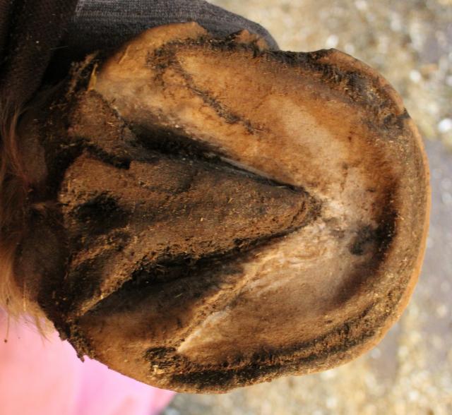 My Horse Has Retracted Soles? EasyCare Hoof Boot News